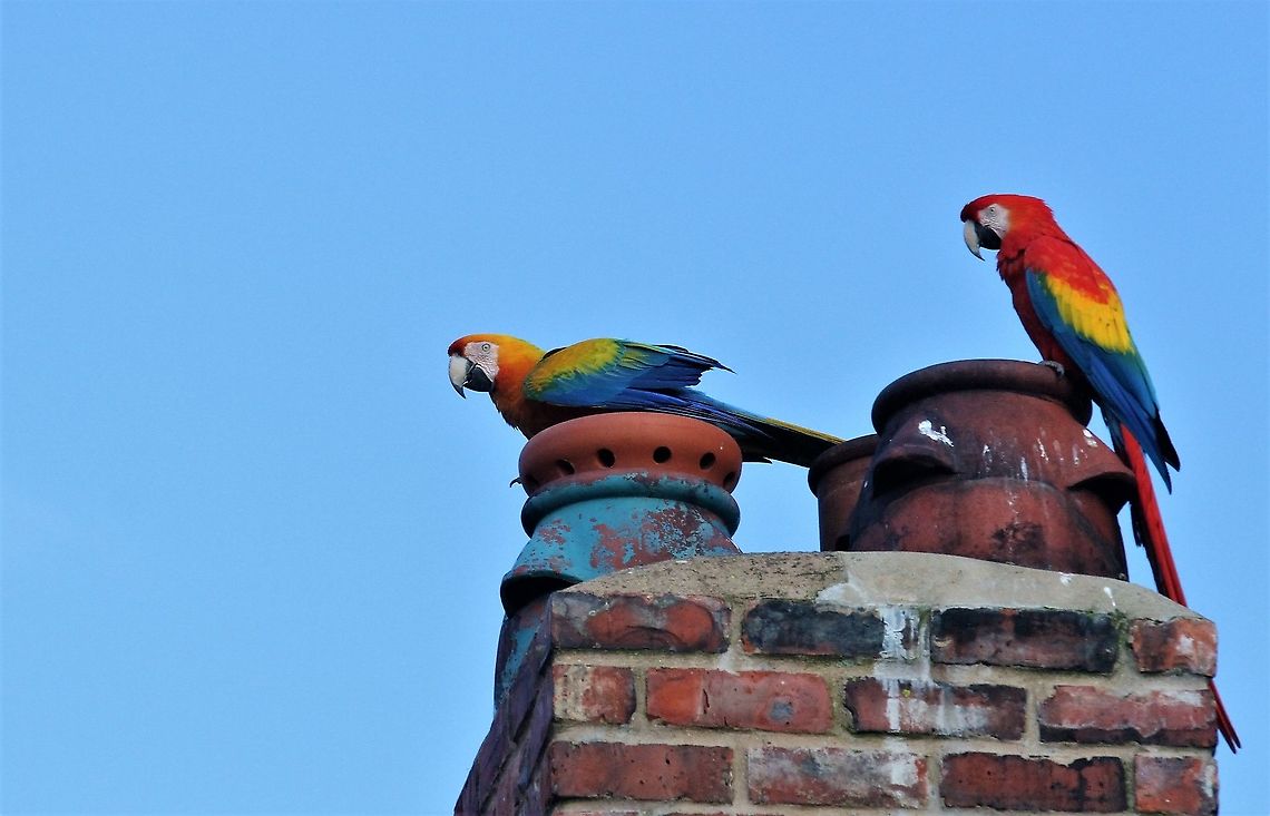 Scarlet Macaw & Hybrid on chimney tops Happy macaws - from a free flying flock of macaws and parrots  - <a href="https://www.cwherald.com/a/archive/corner-of-eden-exotic-parrots-share-with-native-birds.450773.html" rel="nofollow">https://www.cwherald.com/a/archive/corner-of-eden-exotic-parrots-share-with-native-birds.450773.html</a> Ara macao,Cumbria,Kirkby Stephen,Scarlet macaw
