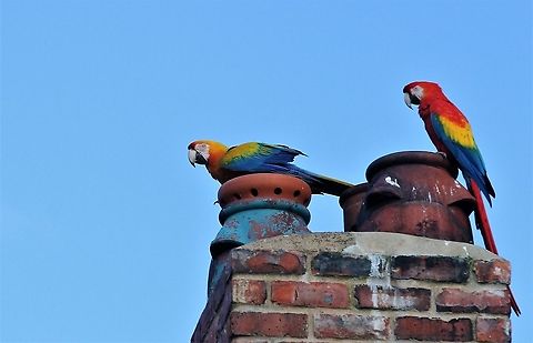 Scarlet Macaw & Hybrid on chimney tops Happy macaws - from a free flying flock of macaws and parrots  - https://www.cwherald.com/a/archive/corner-of-eden-exotic-parrots-share-with-native-birds.450773.html Ara macao,Cumbria,Kirkby Stephen,Scarlet macaw