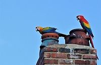 Scarlet Macaw & Hybrid on chimney tops Happy macaws - from a free flying flock of macaws and parrots  - https://www.cwherald.com/a/archive/corner-of-eden-exotic-parrots-share-with-native-birds.450773.html Ara macao,Cumbria,Kirkby Stephen,Scarlet macaw