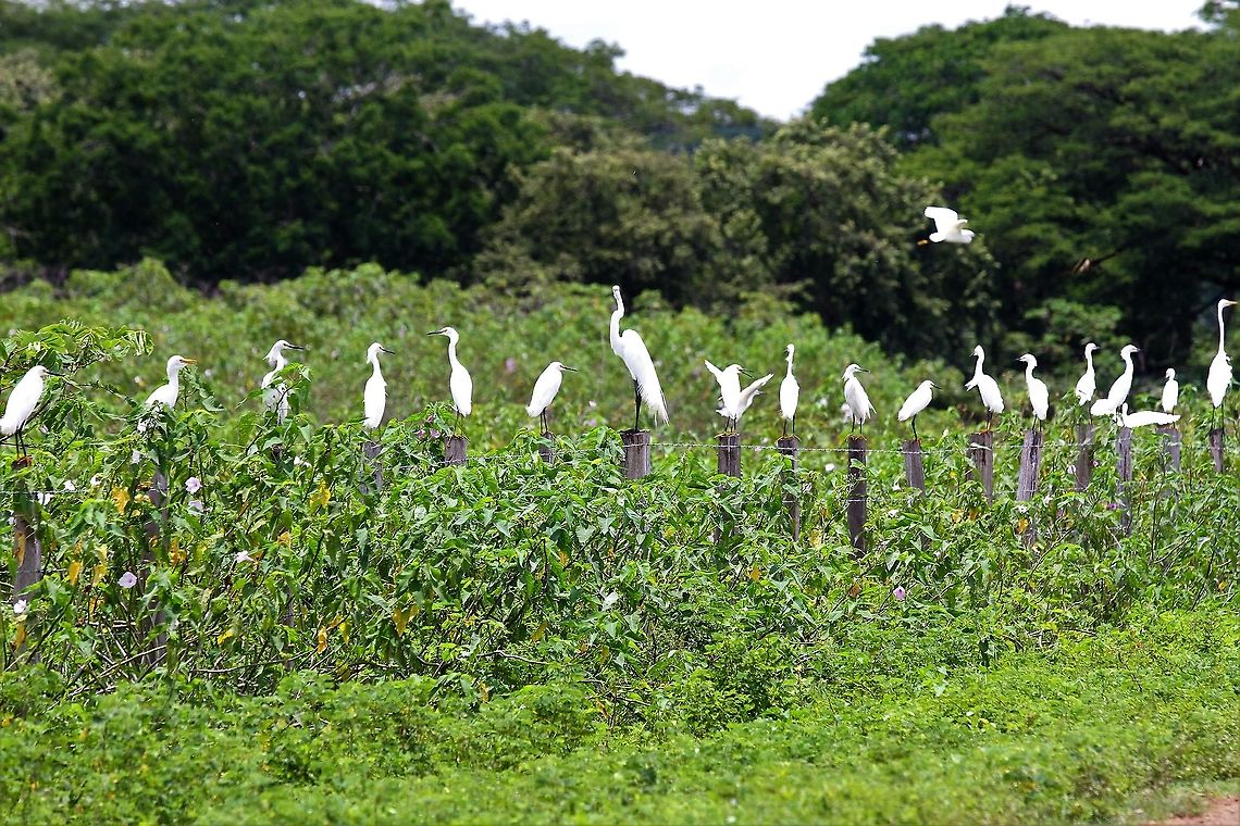 Snowy Egrets on a fence with Cattle Egret and Great Egret A full fence of mixed egrets dominated by Snowy Egrets Egretta thula,Hato,Los Llanos,Snowy Egret