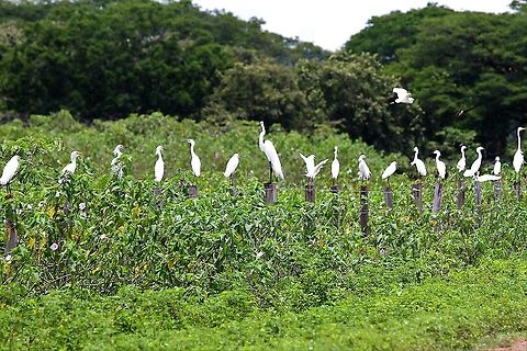 Snowy Egrets on a fence with Cattle Egret and Great Egret A full fence of mixed egrets dominated by Snowy Egrets Egretta thula,Hato,Los Llanos,Snowy Egret