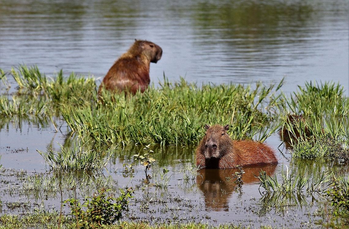 Capybara - Chilling! Chilling in the laguna Capybara,Hato Pinero,Hydrochoerus hydrochaeris,Los Llanos