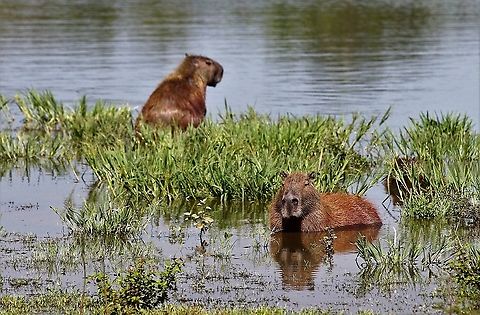 Capybara - Chilling! Chilling in the laguna Capybara,Hato Pinero,Hydrochoerus hydrochaeris,Los Llanos