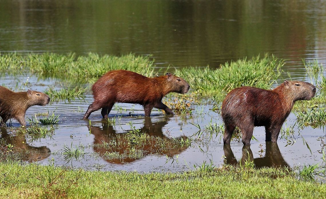 Easy-going capybara A very easy afternoon in the laguna Capybara,Hato Pinero,Hydrochoerus hydrochaeris,Los Llanos