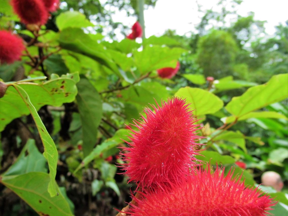 Bixa orellana - achiote plant Great dye!! Achiote,Bixa orellana,Costa Rica,Tortuguero