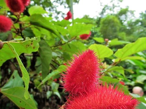 Bixa orellana - achiote plant Great dye!! Achiote,Bixa orellana,Costa Rica,Tortuguero