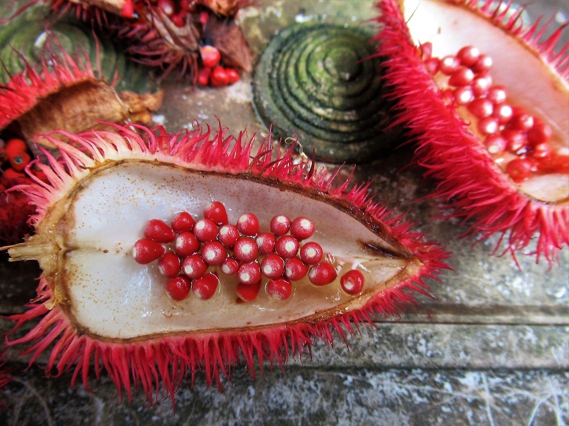 Bixa orellana, achiote plant The seeds for the dye Achiote,Bixa orellana,Costa Rica,Tortuguero