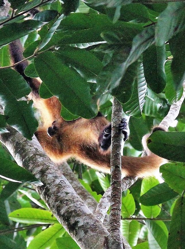 Geoffroy's Spider Monkey  Ateles geoffroyi,Costa Rica,Geoffroys spider monkey,Tortuguero