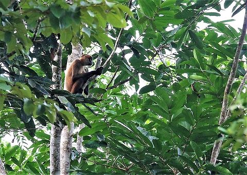 Geoffroy's Spider Monkey Found down by the beach Ateles geoffroyi,Costa Rica,Geoffroys spider monkey,Tortuguero