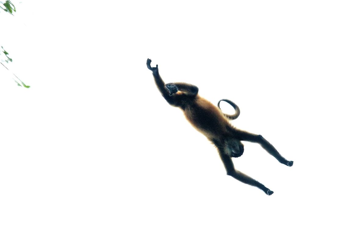 Geoffroy's Spider Monkey Geoffroy&#039;s Spider Monkey as acrobatic as the other primates Ateles geoffroyi,Costa Rica,Geoffroys spider monkey,Tortuguero