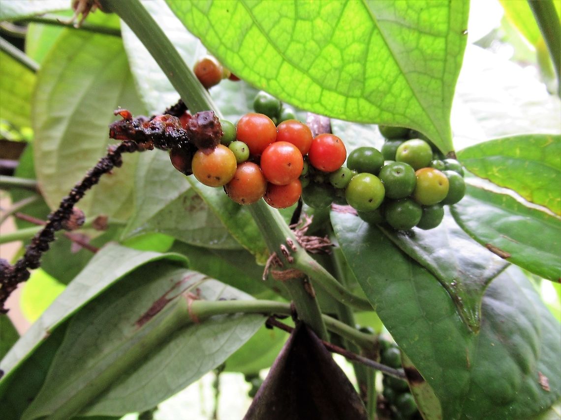 Piper amalago Rough leaved pepper - originally native to Mexico Costa Rica,Pepper elder,Piper amalago,Tortuguero