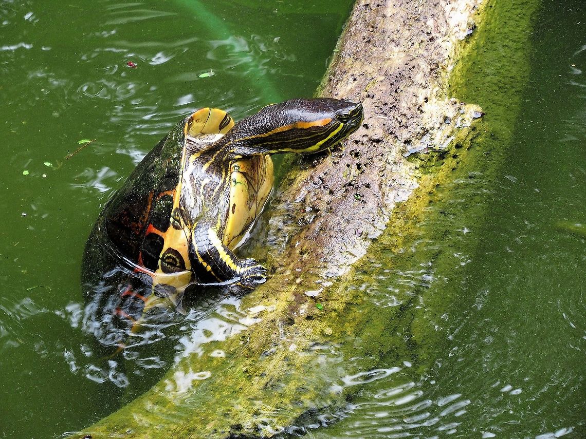 Yellow-bellied Slider  Costa Rica,Tortuguero,Trachemys scripta scripta,Yellow Bellied Slider
