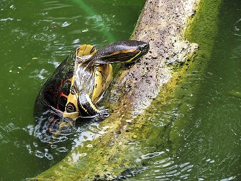 Yellow-bellied Slider  Costa Rica,Tortuguero,Trachemys scripta scripta,Yellow Bellied Slider