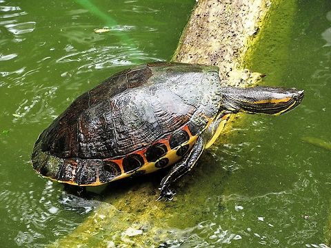 Yellow-bellied slider Found in the Tortuguero National Park Costa Rica,Tortuguero,Trachemys scripta scripta,Yellow Bellied Slider