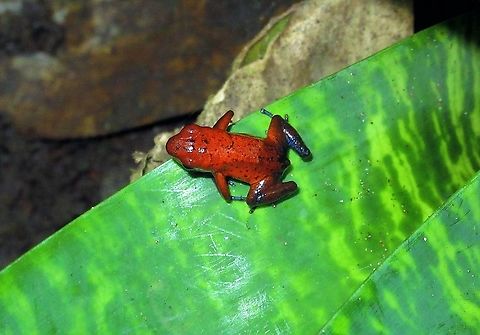 Blue Jean poison dart frog, Oophaga_pumilio Known as the blue jean frog here Costa Rica,Oophaga pumilio,Strawberry poison dart frog,Tortuguero