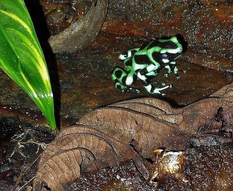 Green and black poison dart frog The green and black poison dart frog Costa Rica,Dendrobates auratus,Green and black poison dart frog,Tortuguero