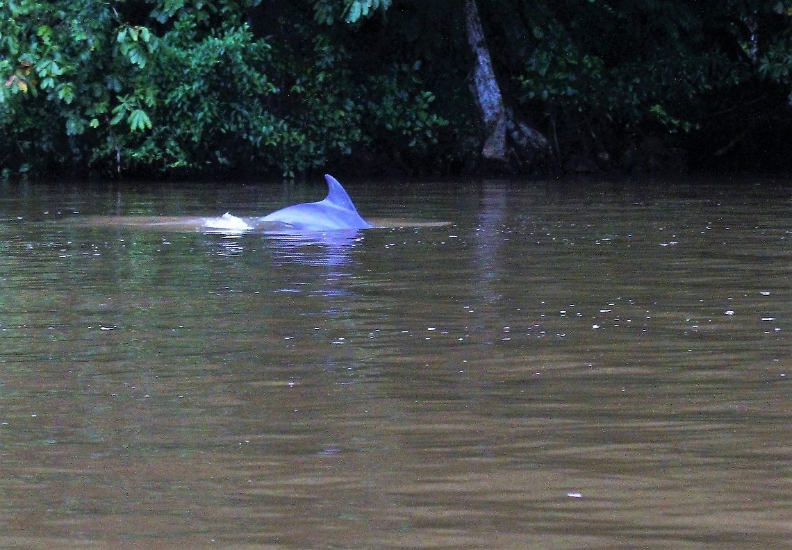 Bottlenose dolphins in the Tortuguero river The dolphin had entered the Tortuguero river Bottlenose dolphin,Common bottlenose dolphin,Costa Rica,Tortuguero,Tursiops,Tursiops truncatus