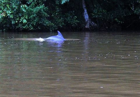 Bottlenose dolphins in the Tortuguero river The dolphin had entered the Tortuguero river Bottlenose dolphin,Common bottlenose dolphin,Costa Rica,Tortuguero,Tursiops,Tursiops truncatus