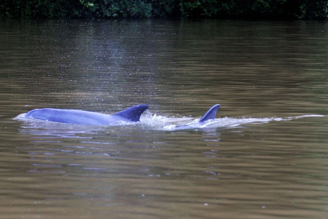 Bottlenose dolphins in brackish water These dolphins had entered the Tortuguero river from the Caribbean Bottlenose dolphin,Common bottlenose dolphin,Costa Rica,Tortuguero,Tursiops,Tursiops truncatus