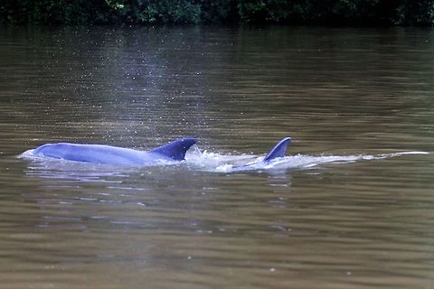 Bottlenose dolphins in brackish water These dolphins had entered the Tortuguero river from the Caribbean Bottlenose dolphin,Common bottlenose dolphin,Costa Rica,Tortuguero,Tursiops,Tursiops truncatus