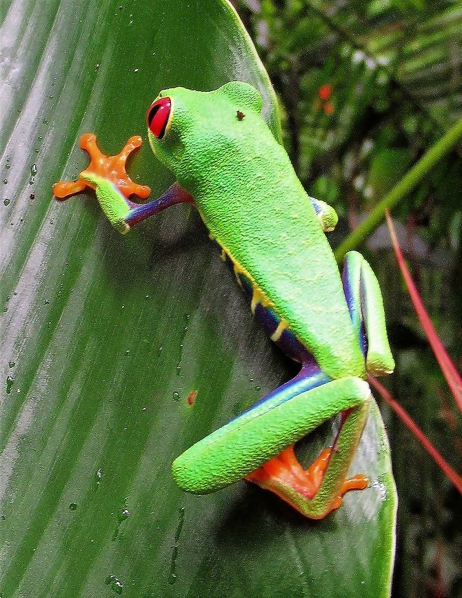 Red-eyed tree frog  Agalychnis callidryas,Costa Rica,Red-eyed tree frog,Tortuguero