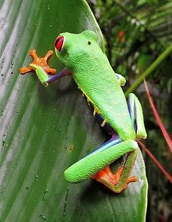 Red-eyed tree frog  Agalychnis callidryas,Costa Rica,Red-eyed tree frog,Tortuguero