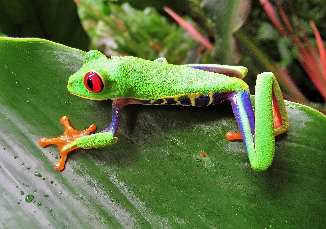 Red-eyed tree frog This most beautiful of tree frogs Agalychnis callidryas,Costa Rica,Red-eyed tree frog,Tortuguero