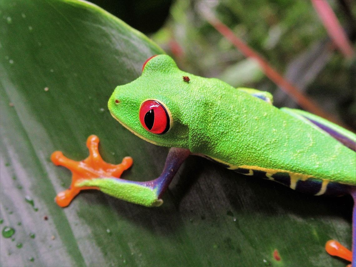 Red-eyed  tree frog  Agalychnis callidryas,Costa Rica,Red-eyed tree frog,Tortuguero