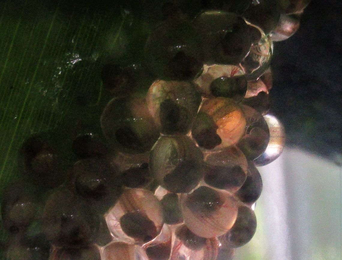 Red-eyed tree frog tadpoles Spawn with tadpoles getting close to hatching Agalychnis callidryas,Costa Rica,Red-eyed tree frog,Tortuguero