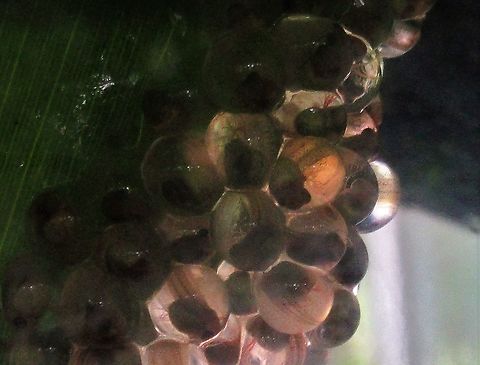 Red-eyed tree frog tadpoles Spawn with tadpoles getting close to hatching Agalychnis callidryas,Costa Rica,Red-eyed tree frog,Tortuguero