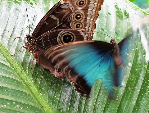 2 Morpho menelaus, one in flight One underwing and one in flight Costa Rica,Morpho menelaus,Tortuguero