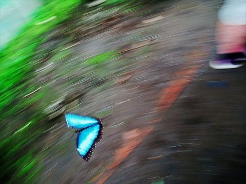 Morpho menelaus in flight Caught in flight - a moment of iridescent magic Costa Rica,Morpho menelaus,Tortuguero