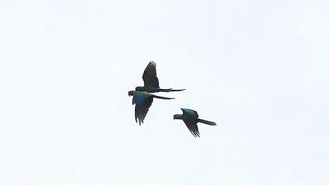 Great Green Macaw Flying over the Tortuguero river Ara ambiguus,Costa Rica,Great Green Macaw,Tortuguero