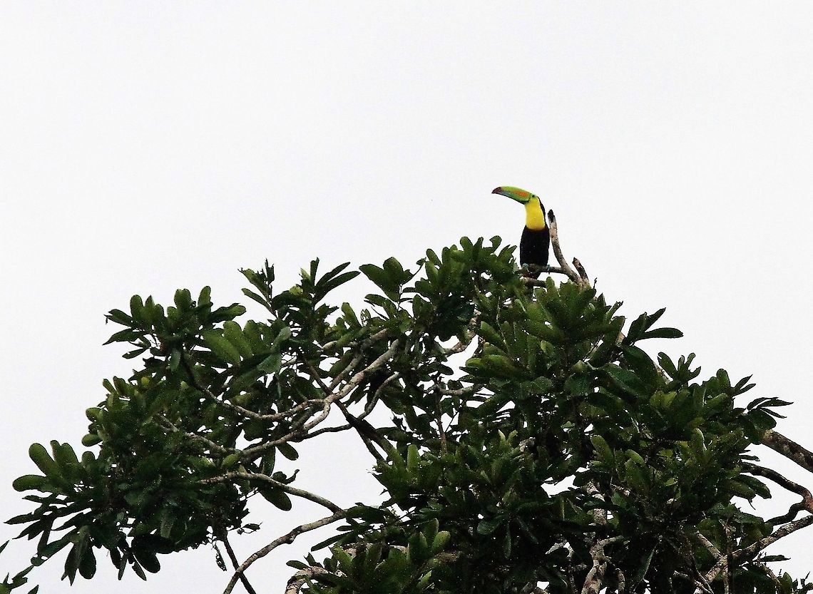 Yellow-throated_toucan  Ramphastos ambiguus,Yellow-throated toucan