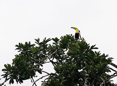 Yellow-throated_toucan  Ramphastos ambiguus,Yellow-throated toucan