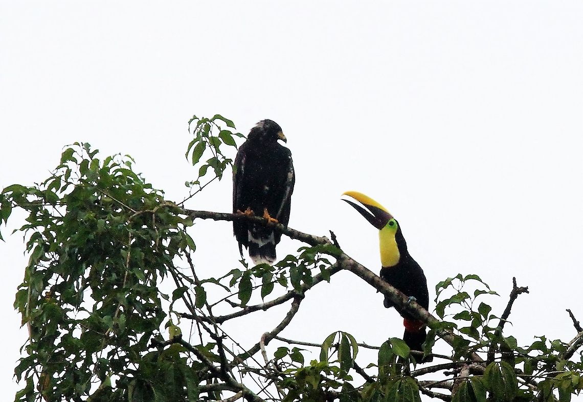 Yellow-throated Toucan scolding Common Black Hawk A disagreement at the top of a tree above the Tortuguero river Costa Rica,Ramphastos ambiguus,Tortuguero,Yellow-throated toucan