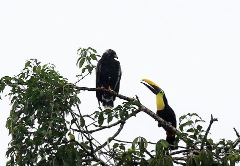 Yellow-throated Toucan scolding Common Black Hawk A disagreement at the top of a tree above the Tortuguero river Costa Rica,Ramphastos ambiguus,Tortuguero,Yellow-throated toucan