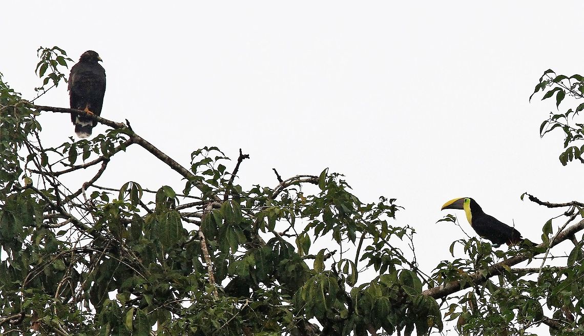 Common Black Hawk Common black Hawk upsetting a Yellow-throated Toucan Buteogallus anthracinus,Common black hawk,Costa Rica,Tortuguero