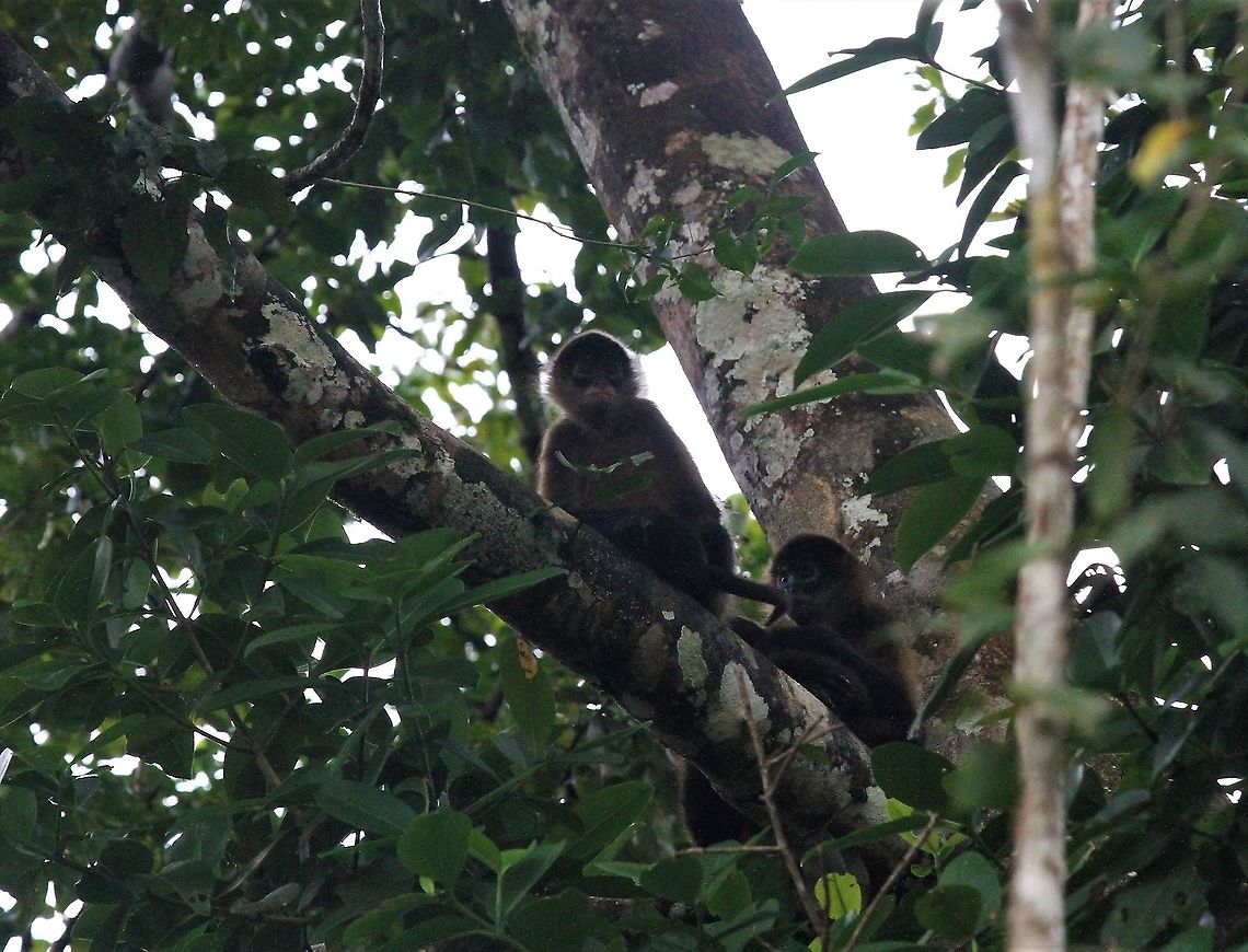 Geoffroys spider monkey, Costa Rica  Ateles geoffroyi,Geoffroys spider monkey