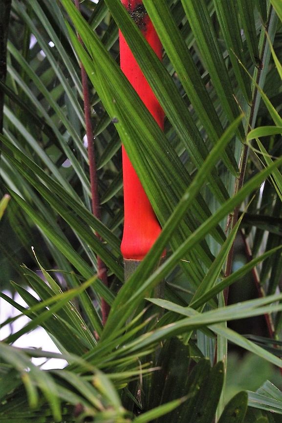 Lipstick palm Very dramatic palm!! Costa Rica,Cyrtostachys renda,Tortuguero,lipstick palm