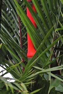 Lipstick palm
