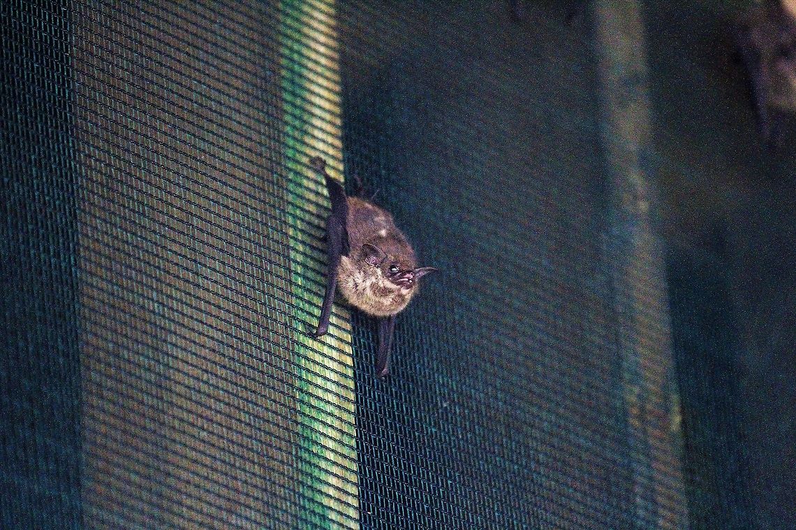 Saccopteryx Bilineata - Greater sac-winged bat  Greater sac-winged bat,Saccopteryx bilineata