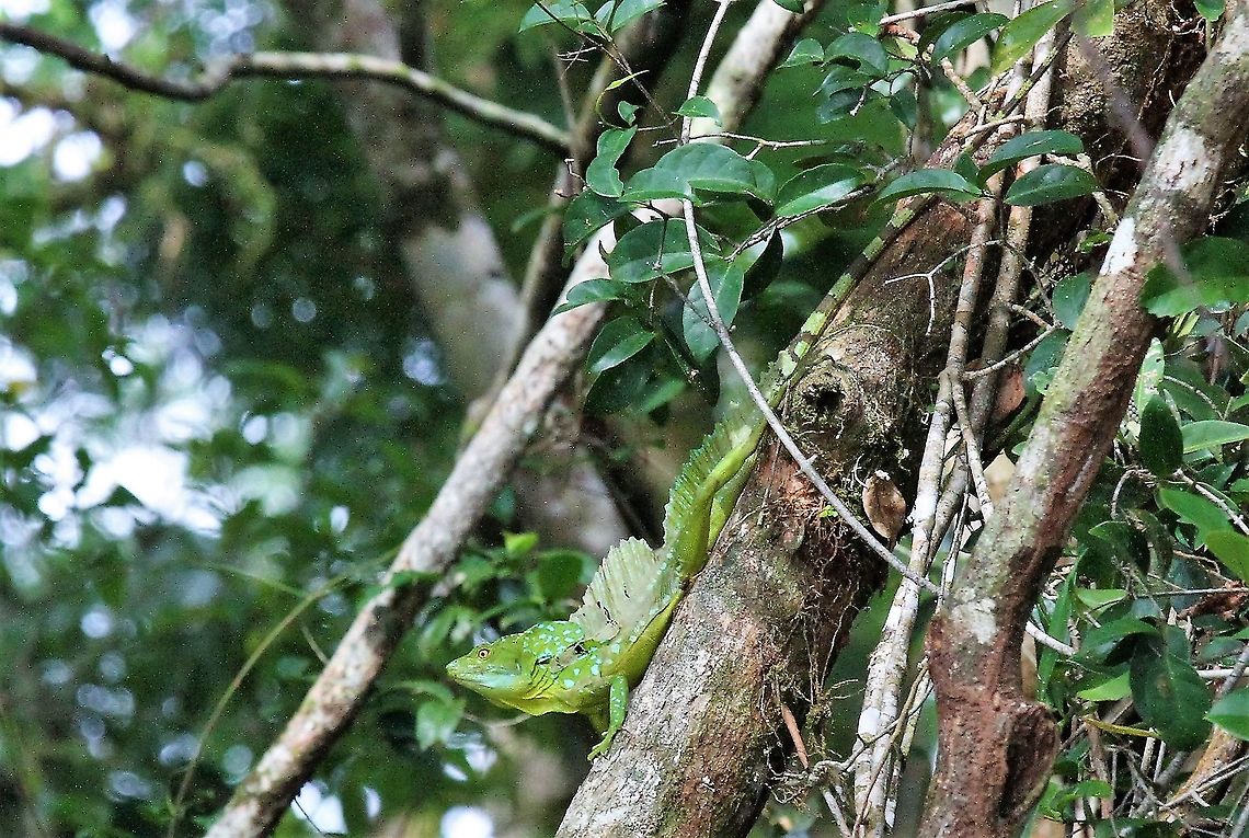 Green basilisk Plumed basilisk Basiliscus plumifrons,Costa Rica,Plumed basilisk,Tortuguero