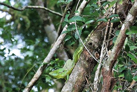 Green basilisk Plumed basilisk Basiliscus plumifrons,Costa Rica,Plumed basilisk,Tortuguero