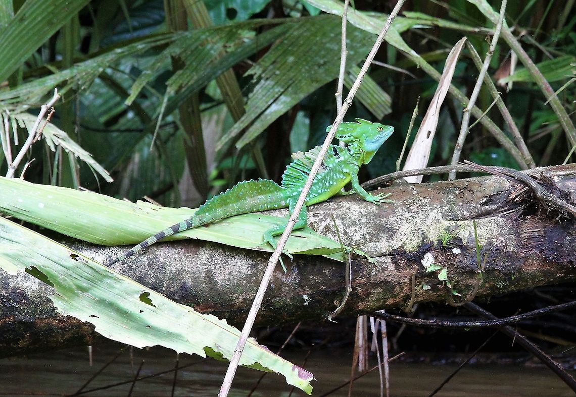 Plumed Basilisk Lizard  Basiliscus plumifrons,Costa Rica,Plumed basilisk,Tortuguero