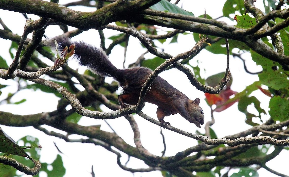 Variegated squirrel, Tamarindo Along the shoreline, locally called Tamarindo Costa Rica,Sciurus variegatoides,Tortuguero,Variegated squirrel