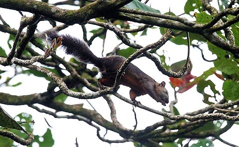 Variegated squirrel, Tamarindo Along the shoreline, locally called Tamarindo Costa Rica,Sciurus variegatoides,Tortuguero,Variegated squirrel
