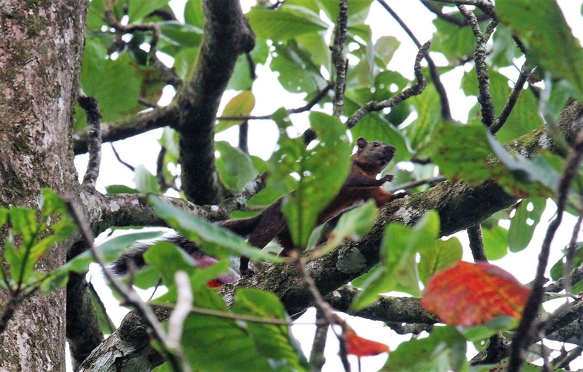 Variegated squittel, Tamarindo  Costa Rica,Sciurus variegatoides,Tortuguero,Variegated squirrel