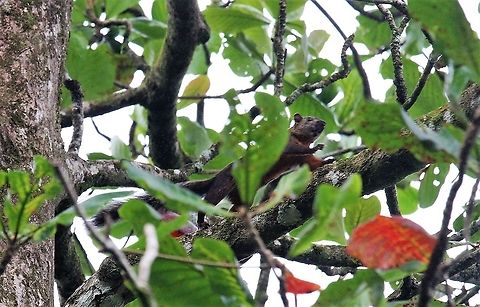 Variegated squittel, Tamarindo  Costa Rica,Sciurus variegatoides,Tortuguero,Variegated squirrel