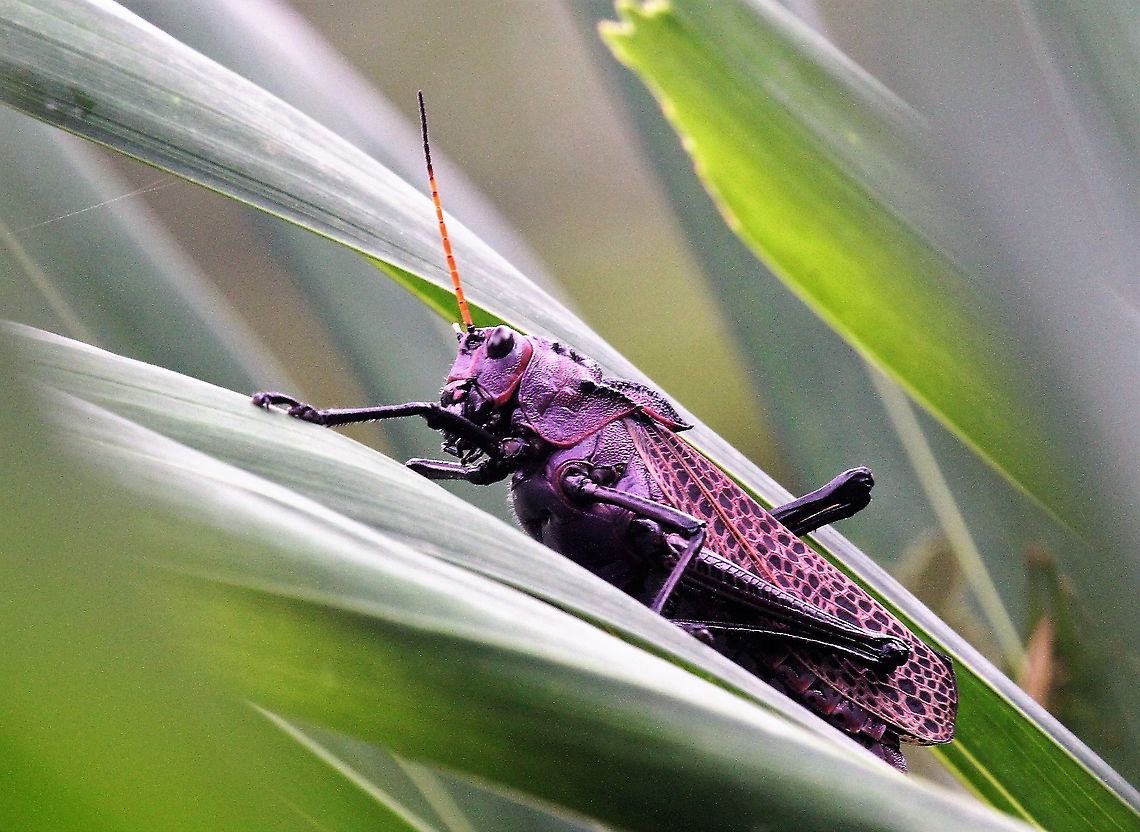Purple Lubber Grasshopper, Taeniopoda reticulata  Costa Rica,Lubber grasshopper,Taeniopoda reticulata,Tortuguero